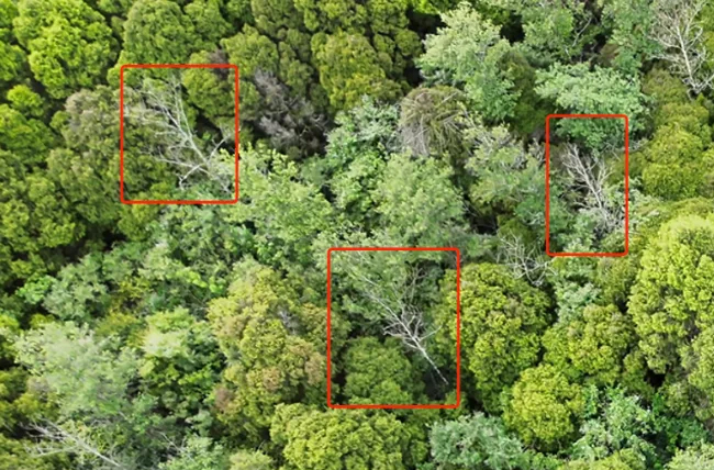 自動作業(yè)巡林，AI 智能識別煙點丨大疆機場 2 守護千年古柏